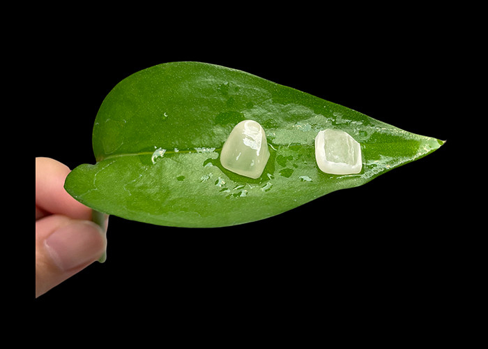 Veneer de porcelaine EMAX avec résistance aux taches pour des restaurations esthétiques naturelles